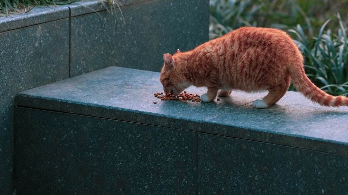 Melhor ração para gatos adultos