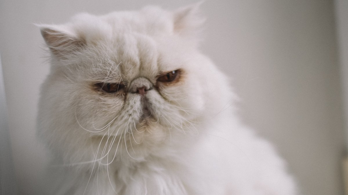 Melhores Rações Para Gato Persa
