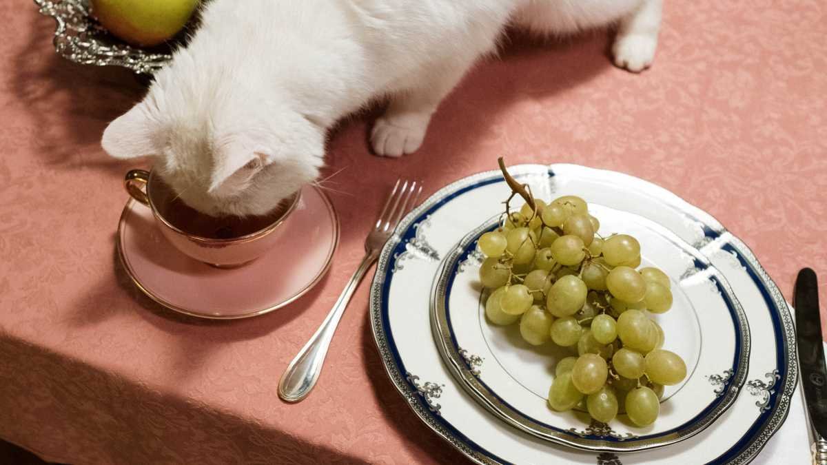 Melhor ração para gatos filhotes