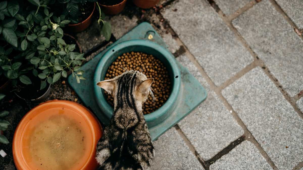 Este artigo é o seu mapa definitivo para navegar pelo terreno complexo da nutrição felina para gatos diabéticos. De ingredientes-chave a considerar até dicas de como adaptar a dieta do seu amigo de quatro patas, oferecemos um roteiro completo para garantir uma vida mais saudável e feliz para o seu gato.