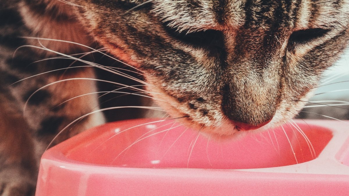 Melhores Rações Gastrointestinais Para Gatos