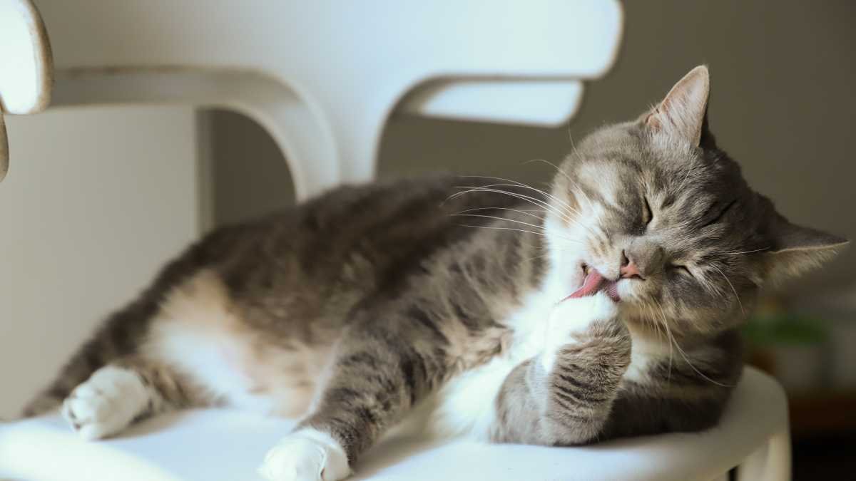 Descubra se a Ração Para Gatos Diabéticos Farmina Vet Life é Boa.