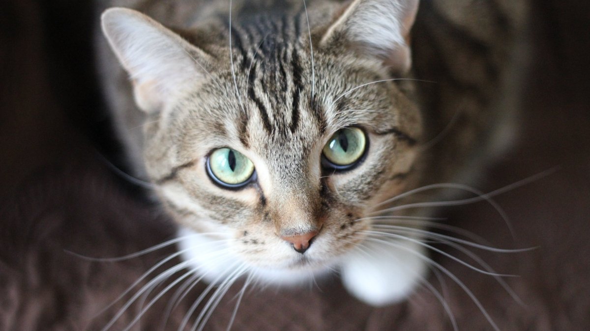 Como Deve Ser a Alimentação de um Gato Com Problema Gastrointestinal 4 Este artigo explica como deve ser a alimentação de um gato com problema gastrointestinal para que seu pet tenha uma vida mais saudável e feliz.