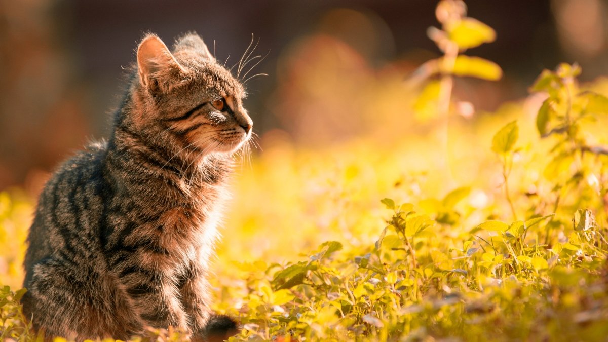 Sinais de Problemas Gastrointestinais em Gatos 3 Descubra neste artigo os principais sinais de problemas gastrointestinais em gatos