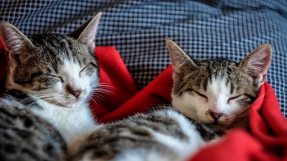 Sintomas de Problemas Renais em Gatos 2 Quais são os principais sintomas de problemas renais em gatos? Descubra beste artigo, que vai tirar suas dúvidas sobre este assunto tão delicado.