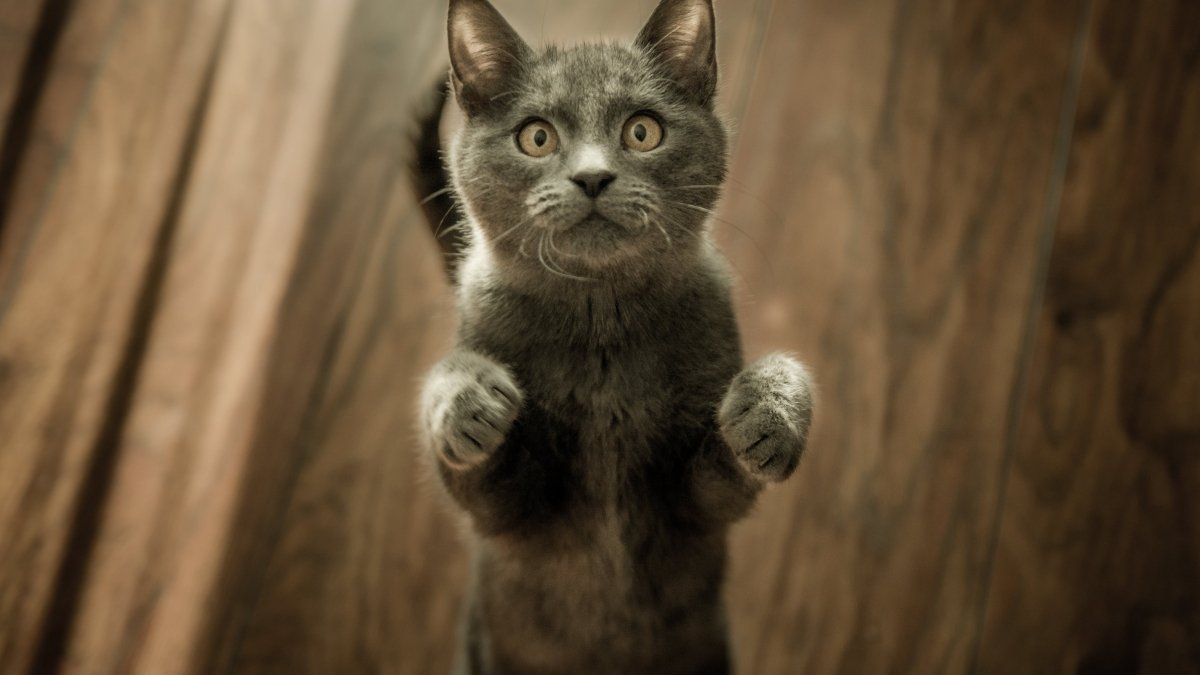 Como Deve Ser a Alimentação de um Gato Com Problema Renal 1 Descubra neste artigo como deve ser a alimentação de um gato com problema renal e quais os cuidados necessários para garantir o bem estar.