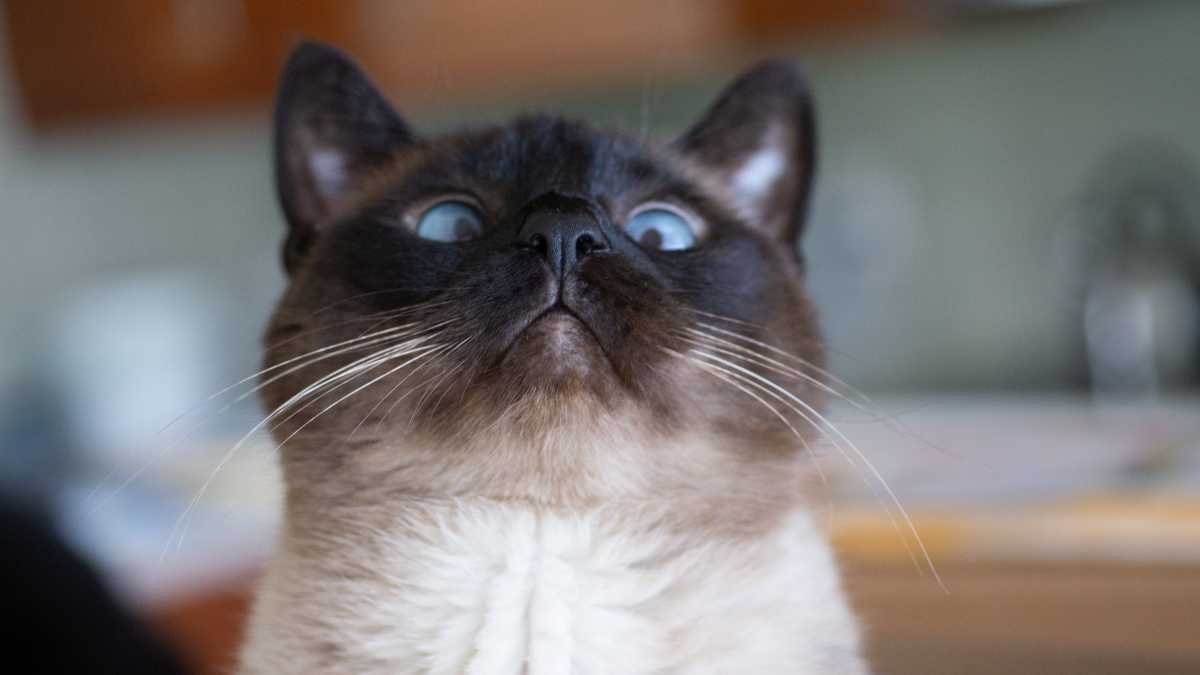 Ração Gastrointestinal Royal Canin Para Gatos é Boa? Vale a Pena Comprar? 6 A Ração Gastrointestinal Royal Canin Para Gatos é uma opção alimentar especializada que visa apoiar o sistema digestivo de animais de estimação com problemas gastrointestinais.